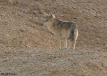 image of timber_wolf