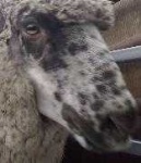 image of animal