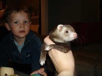 image of black_footed_ferret