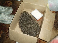image of porcupine