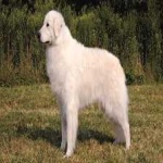 image of animal