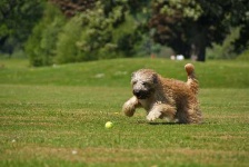 image of wheaten_terrier #21