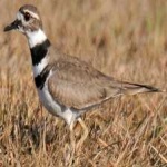 image of bird