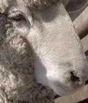 image of animal