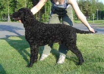 image of curly_coated_retriever