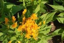 image of flower
