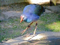 image of european_gallinule #7