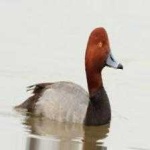 image of bird