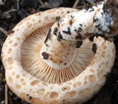 image of mushrooms