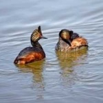 image of bird