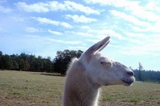 image of llama