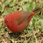 image of bird