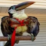image of bird