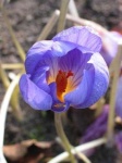 image of flower