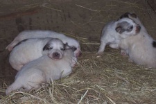 image of great_pyrenees