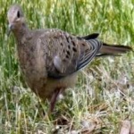 image of bird