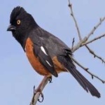 image of bird