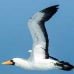 image of bird
