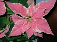 image of poinsettia #16