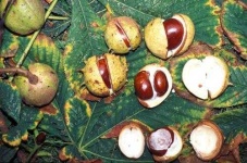 image of buckeye