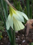 image of flower