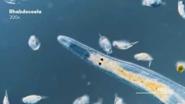 image of parasitic_flatworms