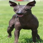 image of animal