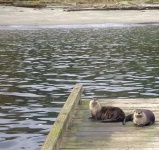 image of otter