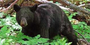 image of animal