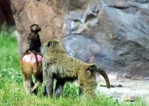 image of baboon