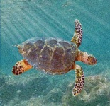 image of animal