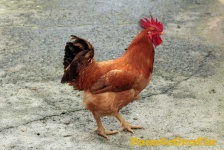 image of animal