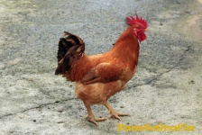 image of chicken #18