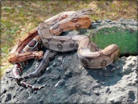 image of boa_constrictor