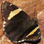 image of banded_butterfly #12