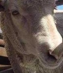 image of animal