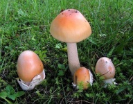 image of mushrooms
