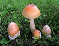 image of amanita #21