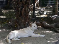 image of dingo