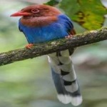 image of bird