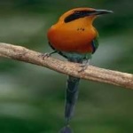 image of bird