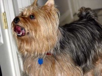 image of australian_terrier #24