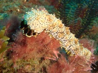 image of sea_cucumber