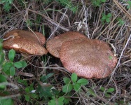 image of mushrooms