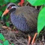 image of bird
