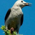 image of bird