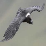 image of bird