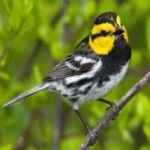 image of bird