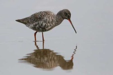 image of redshank