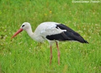 image of stork